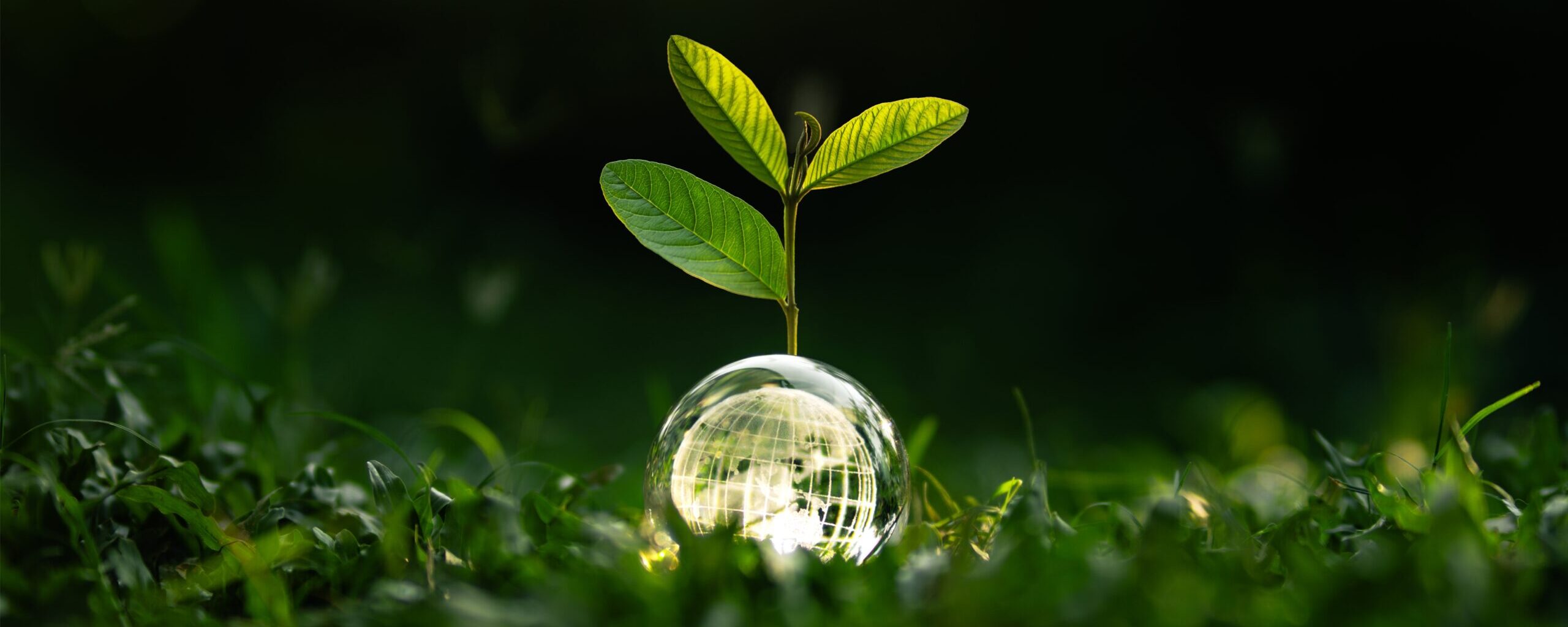 Protect,The,World,And,Preserve,Nature,And,Sustainable,Environment,,Glass